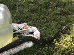 Pantherophis alleghaniensis