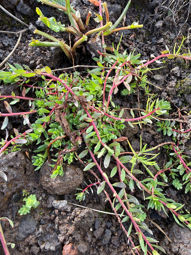 Hyssop Loosestrife