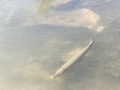 Lepisosteus platostomus