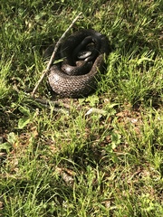 Pantherophis alleghaniensis
