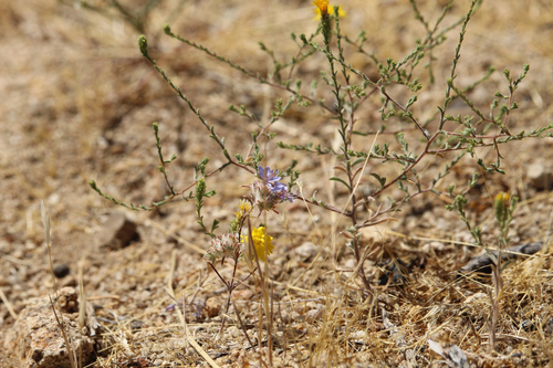 Eriastrum sapphirinum, photograph 6