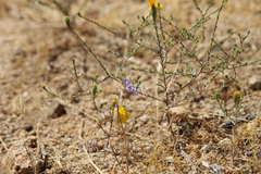 Eriastrum sapphirinum, photograph (c) Jess Mullins, some rights reserved (CC BY)