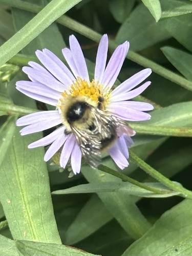iNaturalist observation photo of Bumble Bees