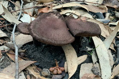 Neolentinus dactyloides