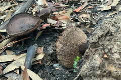 Neolentinus dactyloides