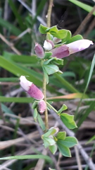 Chamaecytisus purpureus