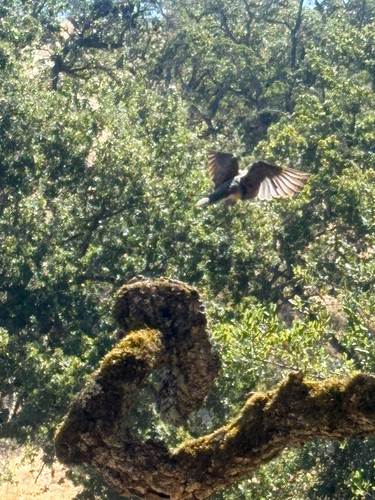 Mourning Dove