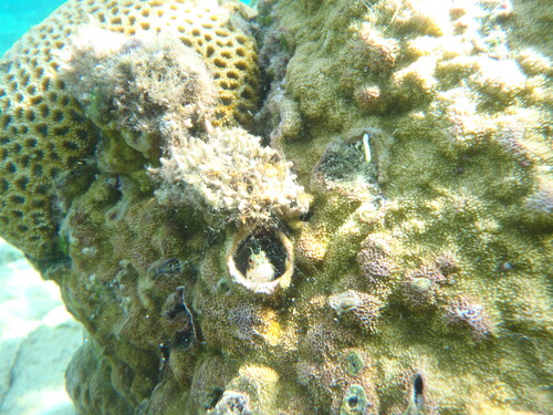 Blenniella chrysospilos observed 2026-08-01