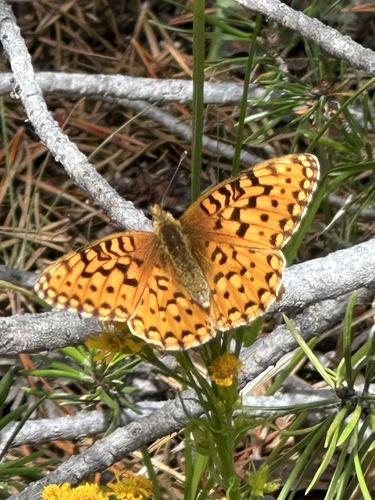 iNaturalist observation photo of Greater Fritillaries