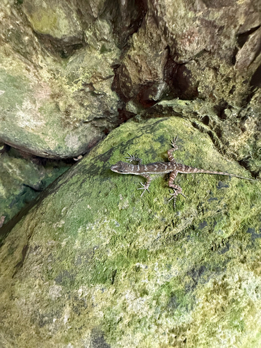 Stream Anole