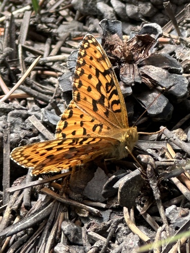 iNaturalist observation photo of Greater Fritillaries
