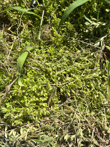 Stringy Stonecrop