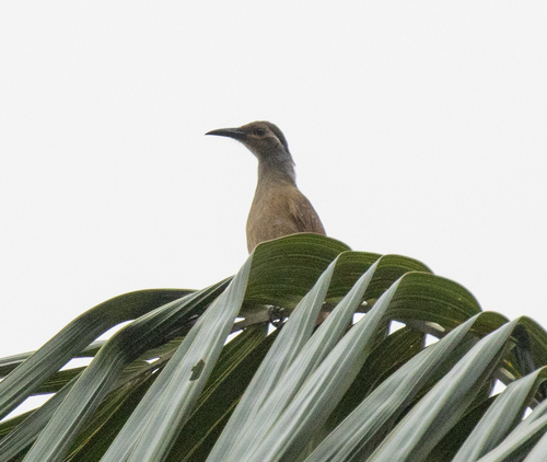 Tawny-breasted Honeyeater (Xanthotis flaviventer), photo 9