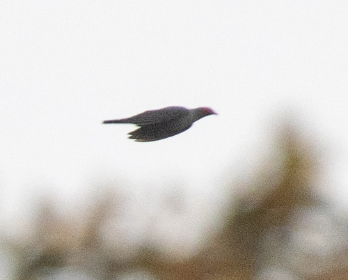 Papuan Mountain Pigeon (Gymnophaps albertisii), photo 10