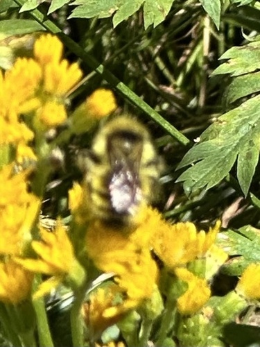 iNaturalist observation photo of Bumble Bees