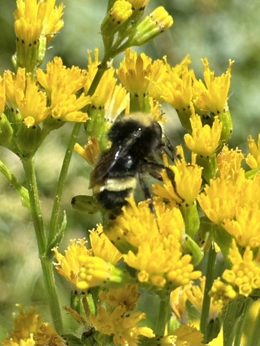 iNaturalist observation photo of Bumble Bees
