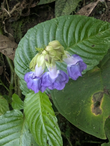 Klugia, 2026-08-03