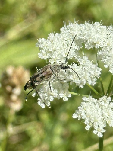 iNaturalist observation photo of Etorofus