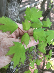 Acer leucoderme