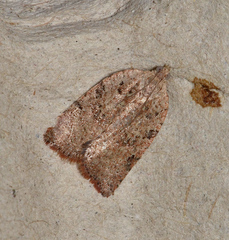 Meritastis