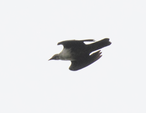 Corvus tristis observed 2026-06-22