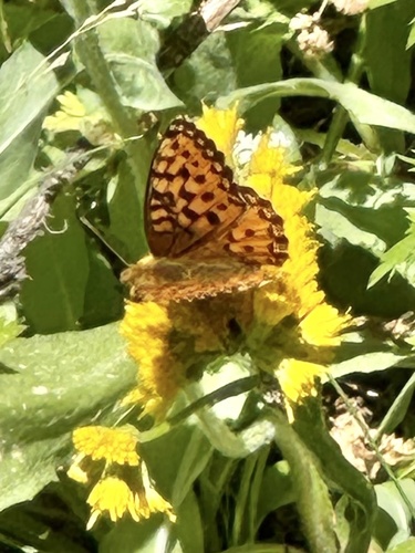 iNaturalist observation photo of Greater Fritillaries