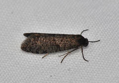 Lepidoscia annosella