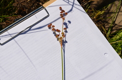 Juncus acuminatus
