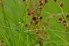 Juncus acuminatus