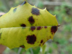 Chrysomyxa ilicina