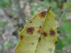 Chrysomyxa ilicina