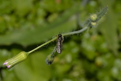 Chiromyzinae