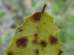 Chrysomyxa ilicina