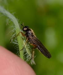 Chiromyzinae