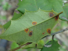 Chrysomyxa ilicina