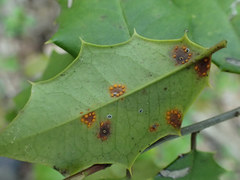 Chrysomyxa ilicina