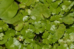 Hydrocotyle tripartita