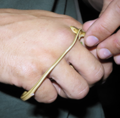 Thamnodynastes pallidus