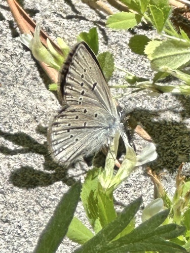 iNaturalist observation photo of Greenish Blue