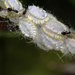 Icerya seychellarum - Photo (c) harfield, algunos derechos reservados (CC BY-NC)