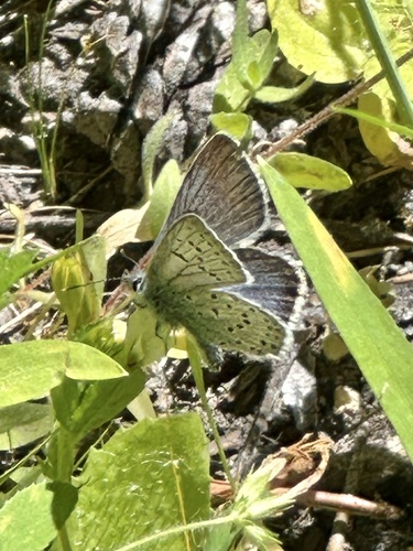 iNaturalist observation photo of Greenish Blue