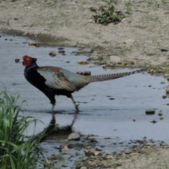 Phasianus versicolor