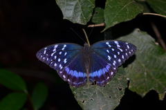 Lexias satrapes