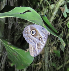 Caligo illioneus illioneus