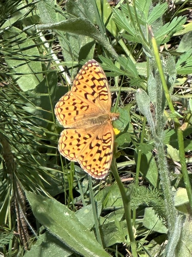 iNaturalist observation photo of Greater Fritillaries
