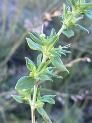 Anthospermum herbaceum image