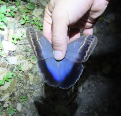 Caligo illioneus illioneus