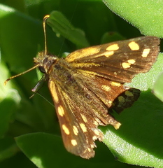 Metisella metis paris
