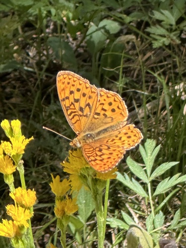 iNaturalist observation photo of Greater Fritillaries