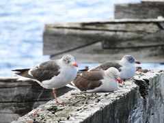 Leucophaeus scoresbii